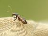 Himacerus mirmicoides